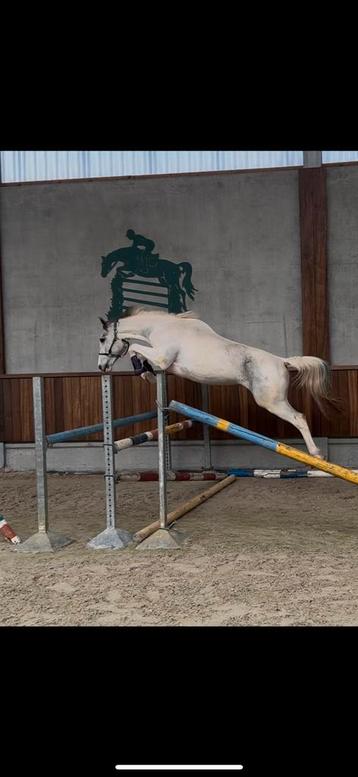 3,5 jarige ruin centurio, Dieren en Toebehoren, Paarden, Springpaard, Gechipt, Ruin, 3 tot 6 jaar