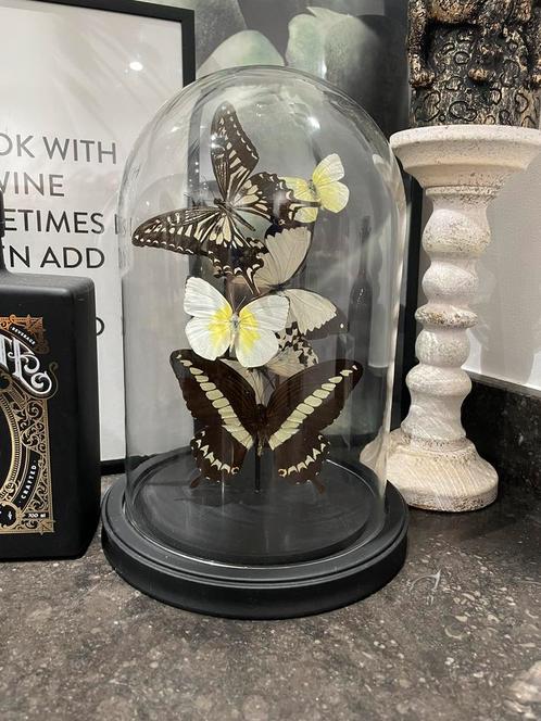 Stolp met mix van opgezette vlinders crème, zwart, geel, Collections, Collections Animaux, Comme neuf, Enlèvement ou Envoi