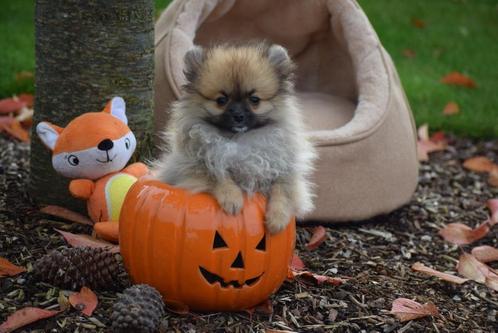 Chiots de Poméranie, Spitz Nain, Poméranien, Poméranien, Kee, Animaux & Accessoires, Chiens | Huskys, Loulous & Types primitifs