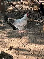 Jonge haan april/mei 2025, Dieren en Toebehoren