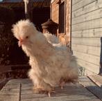 Zijdehoen hennetje, Animaux & Accessoires, Volatiles, Femelle, Poule ou poulet