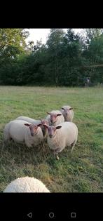 rouge de l'ouest dekrammen, Mannelijk, Schaap