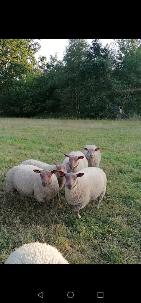rouge de l'ouest dekrammen, Dieren en Toebehoren, Schapen, Geiten en Varkens, Schaap, Mannelijk
