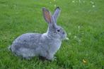 Vlaamse reuzen, Dieren en Toebehoren, Konijnen, Mannelijk, Groot, 0 tot 2 jaar