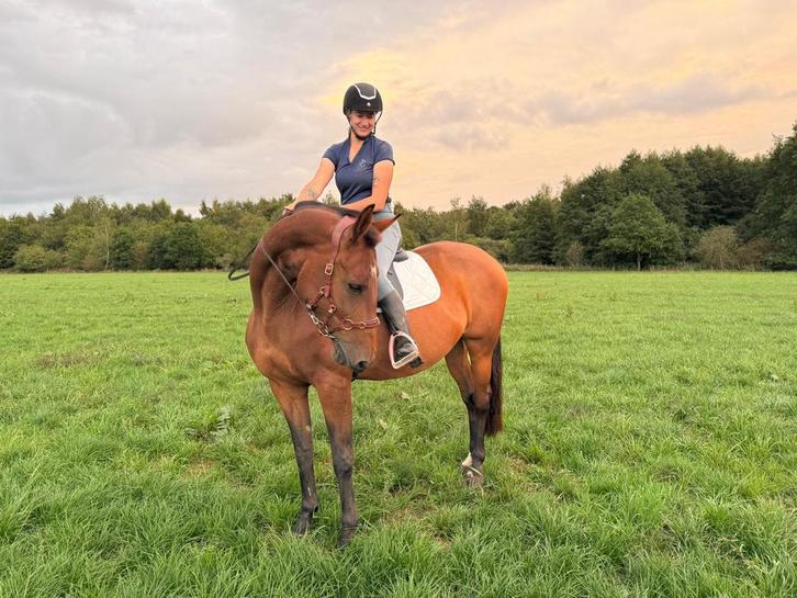 Paardrijlessen / grondwerklessen, Dieren en Toebehoren, Paarden, Meerdere dieren, Niet van toepassing