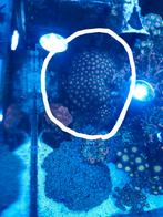 Grote steen Real Reef Rock vol met zoanthids, Ophalen, Zo goed als nieuw