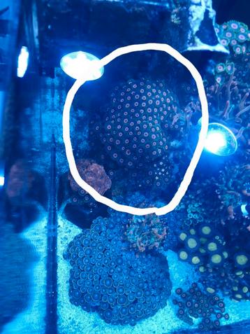 Grote steen Real Reef Rock vol met zoanthids, Enlèvement, Comme neuf