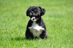 Shih Tzu mâle à vendre, Animaux & Accessoires, Chiens | Chihuahuas & Chiens de compagnie, Parvovirose, Un chien, Belgique, Chien (mâle)