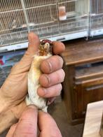 Diestelvink x kanarie van 2025, Dieren en Toebehoren, Vogels | Overige Vogels, Mannelijk, Wildzangvogel, Geringd
