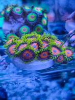 Zoanthus pakketje, Ophalen