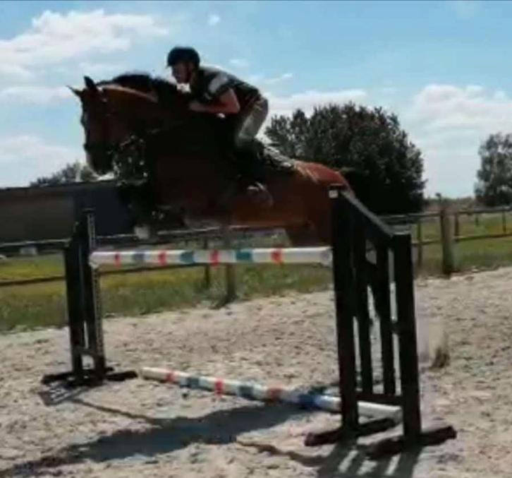Kweekmerrie, Dieren en Toebehoren, Paarden, Merrie, Niet van toepassing, 165 tot 170 cm, 11 jaar of ouder, Springpaard, Met stamboom