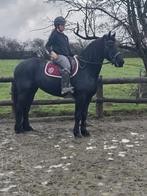 Prachtige Friese merrie van volledig papier, Dieren en Toebehoren, Paarden, Merrie, Gechipt, Dressuurpaard, Zadelmak