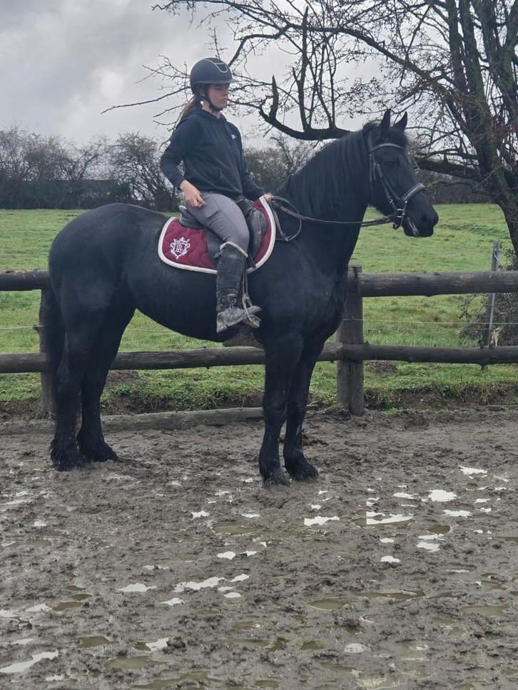 Prachtige Friese merrie van volledig papier, Dieren en Toebehoren, Paarden, Merrie, Zadelmak, 160 tot 165 cm, 11 jaar of ouder