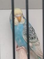 Perruche, Animaux & Accessoires, Oiseaux | Perruches & Perroquets, Plusieurs animaux, Perruche