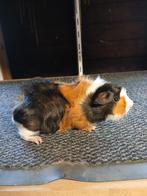 Borstel 3kleur beer, Dieren en Toebehoren, Mannelijk, Cavia, Tam