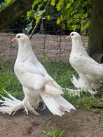 Jonge Gentse Kroppers te koop, Dieren en Toebehoren, Vogels | Duiven, Meerdere dieren, Kropper