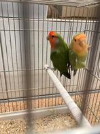 Bewezen koppel roseicolli’s, Dieren en Toebehoren, Meerdere dieren, Dwergpapegaai of Agapornis