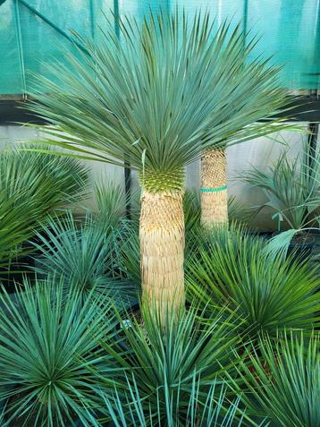 Yucca rostrata, stam 95cm totaal 1m50 hoog