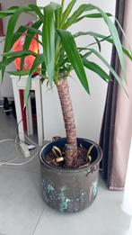 Mooie koperen pot met Yuca, Enlèvement, Cuivre