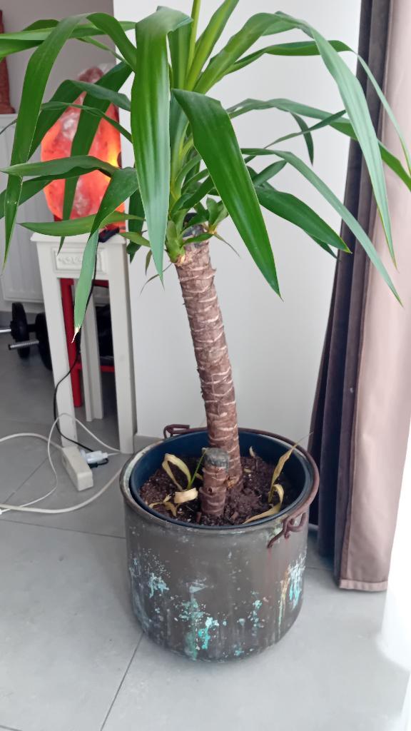 Mooie koperen pot met Yuca, Antiek en Kunst, Antiek | Brons en Koper, Koper, Ophalen