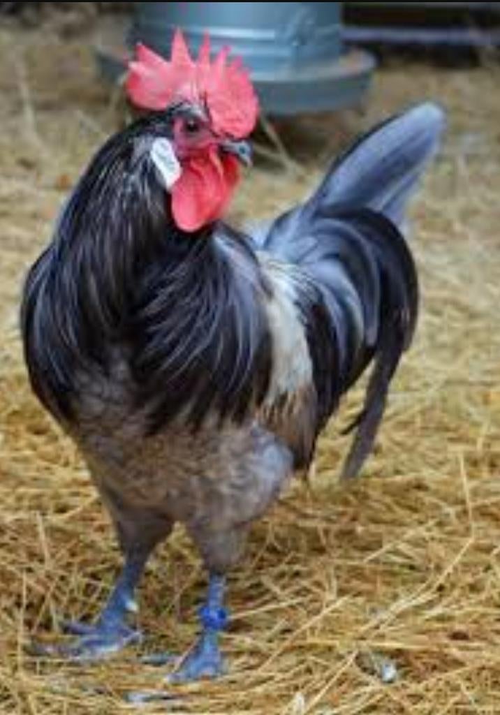 🥚Broedeieren Bresse Gauloise Blue / Poule de Bresse Blue🐔, Dieren en Toebehoren