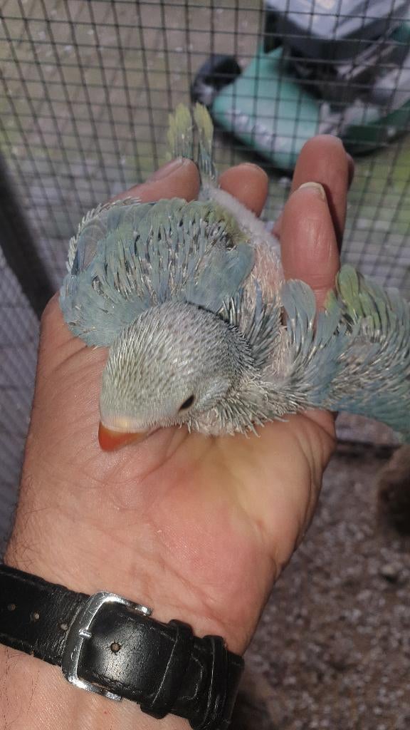 Halsbandparkieten, Geringd