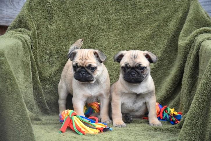 Prachtige Mopshond pupjes, Animaux & Accessoires, Chiens | Bouledogues, Pinschers & Molossoïdes, Plusieurs animaux, Autres races