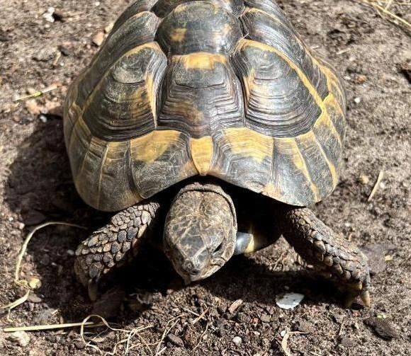 Griekse landschildpad 2013 nabij E17-E40 Gent Sint Pieters, Dieren en Toebehoren, Reptielen en Amfibieën, Schildpad, 11 jaar of ouder