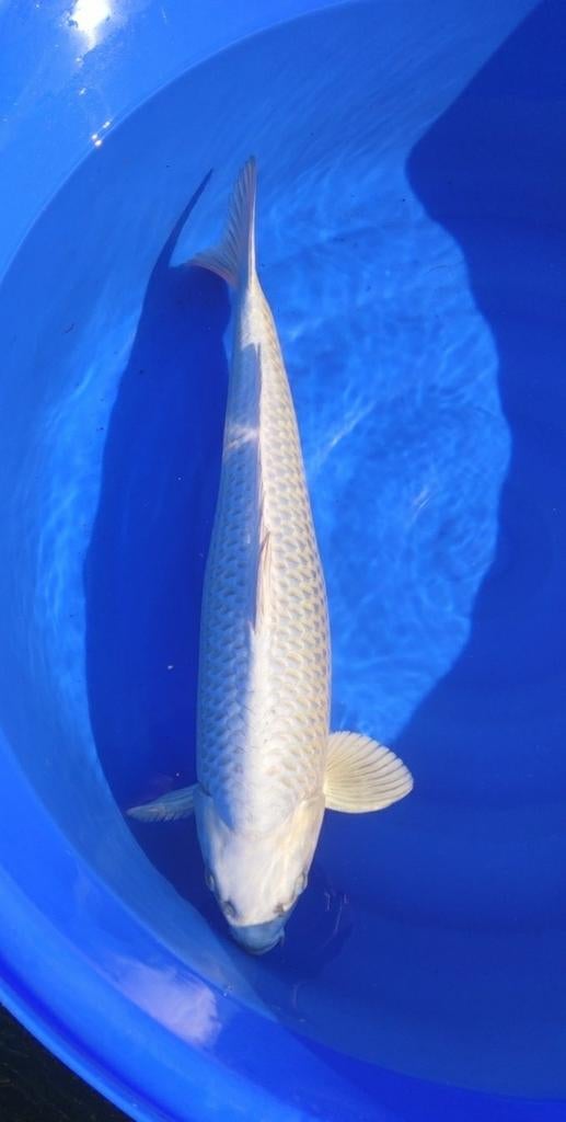 2 silver fox mukashi's van ogata, Dieren en Toebehoren, Vissen | Vijvervissen