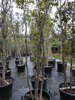 Quercus ilex of steeneik te koop, Tuin en Terras, Planten | Bomen, Overige soorten, 250 tot 400 cm, Zomer, Ophalen
