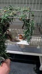 Putters wit, Dieren en Toebehoren, Vogels | Overige Vogels, Meerdere dieren, Wildzangvogel, Tam