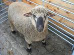 Hampshire down ram geboren februari 2025, Dieren en Toebehoren, Mannelijk, Schaap, 0 tot 2 jaar