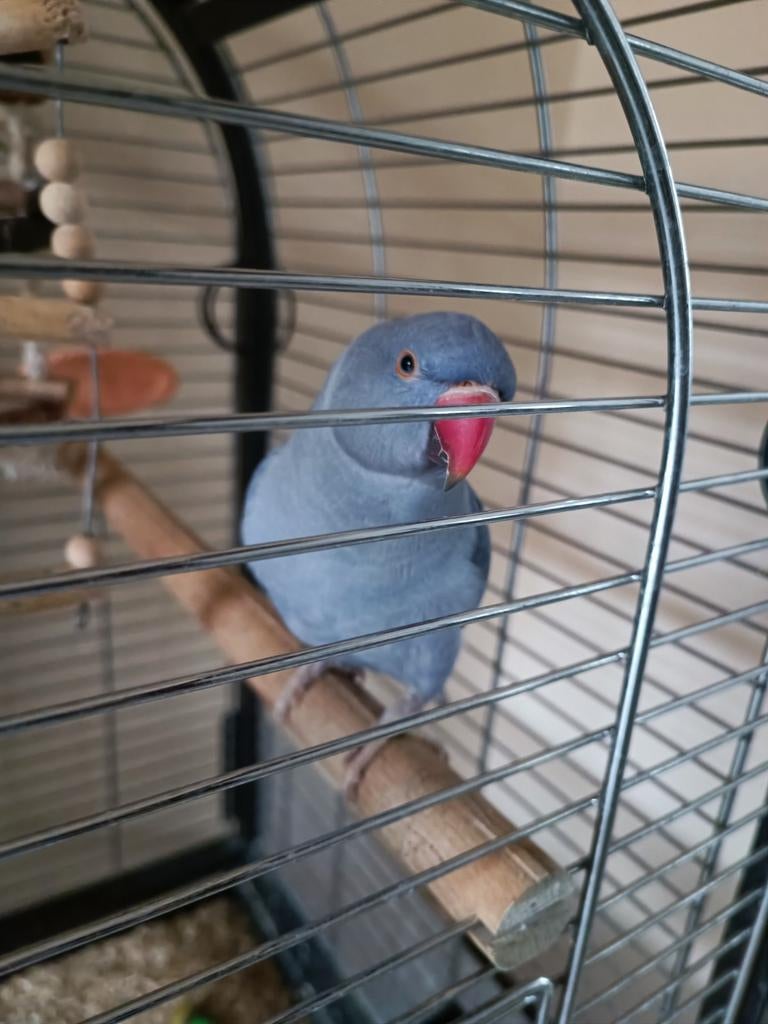 Perruche a collier, Enlèvement