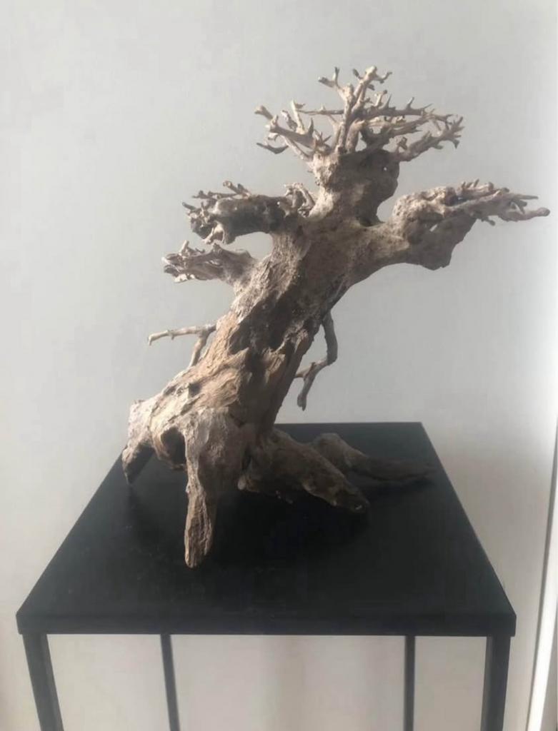 Bonsai boompje, Dieren en Toebehoren, Ophalen, Zo goed als nieuw