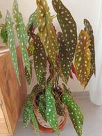 Grote begonia polkadot (stippenbegonia) kamerplant, Huis en Inrichting, Kamerplanten, Ophalen