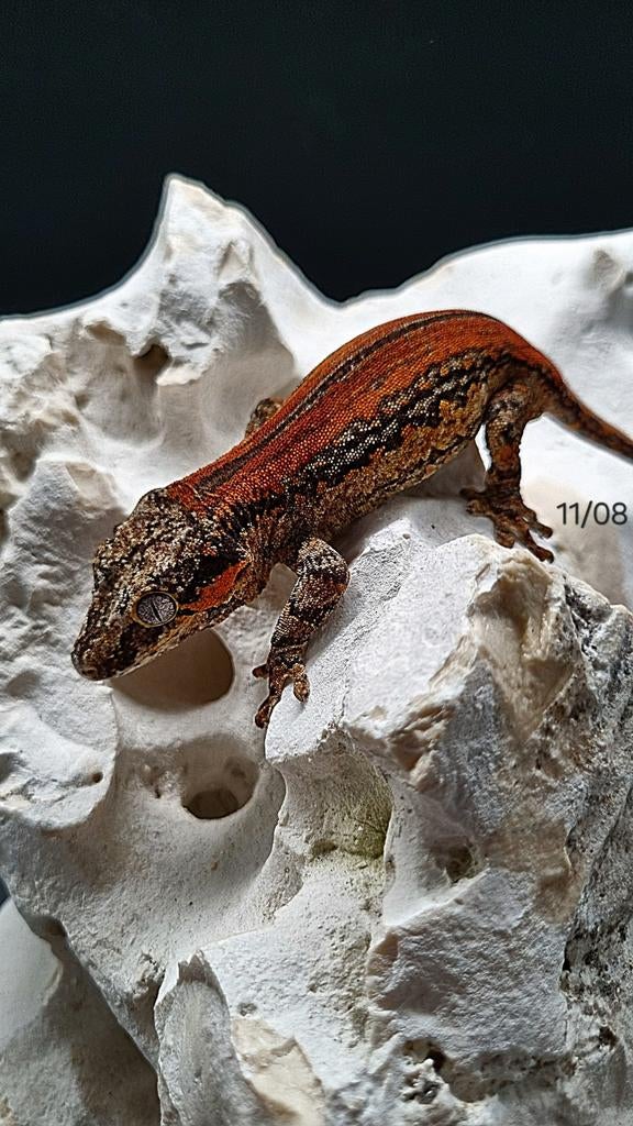 Rhacodactylus Auriculatus Gargoyle, Dieren en Toebehoren, Reptielen en Amfibieën