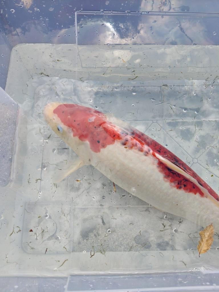 Koi, Dieren en Toebehoren, Karper of Koi