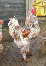 Broedeieren brahma blauwporselein, Plusieurs animaux, Poule ou poulet