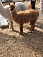 Alpaca merries van 2025, Dieren en Toebehoren, Overige Dieren, Juni, Vrouwelijk