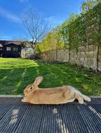 Gele vlaamse reus, Vrouwelijk, Groot, 0 tot 2 jaar