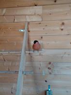 goudvink man, Enlèvement