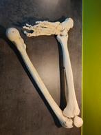 Anatomisch model onderste lidmaat, Diversen, Schoolbenodigdheden, Ophalen