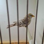 Noors barmsijs., Dieren en Toebehoren, Vogels | Overige Vogels, Geringd