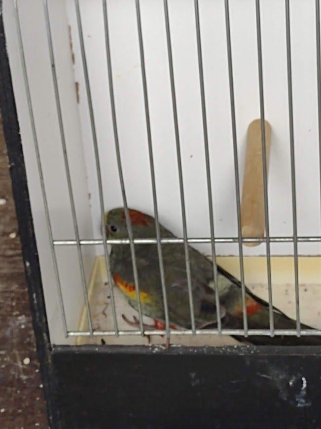 parkieten, Dieren en Toebehoren, Geringd