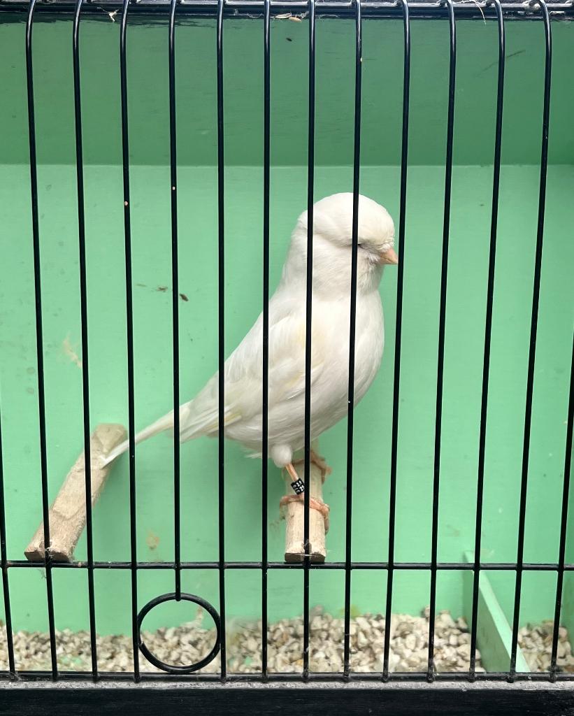 Glosters, Dieren en Toebehoren, Mannelijk, Postuurkanarie