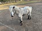 Nmprs appaloosa hengst ter dekking., Avec pedigree, Poney de récréation, Poney A (jusqu'à 1.17 m), 3 à 6 ans