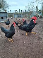 Verse broedeieren legorn zwart, Dieren en Toebehoren, Geslacht onbekend, Kip