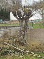 Gratis  gratuit, Tuin en Terras