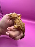 Sale voor beurs Houten 5 April! Super dalmation 1.0, Animaux & Accessoires, Reptiles & Amphibiens, Autres espèces, 0 à 2 ans