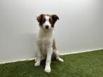 Chiot adolescent Border Collie